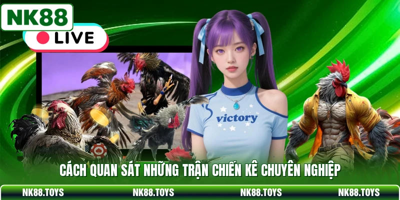 Cách quan sát những trận chiến kê chuyên nghiệp