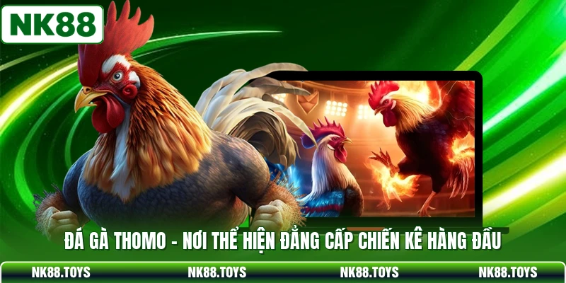 Đá Gà Thomo - Nơi Thể Hiện Đẳng Cấp Chiến Kê Hàng Đầu
